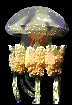 seacreature