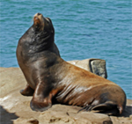 CA Sea Lion
