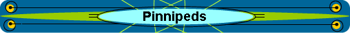  Pinnipeds 