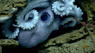Deep-sea Discoveries in the Atlantic